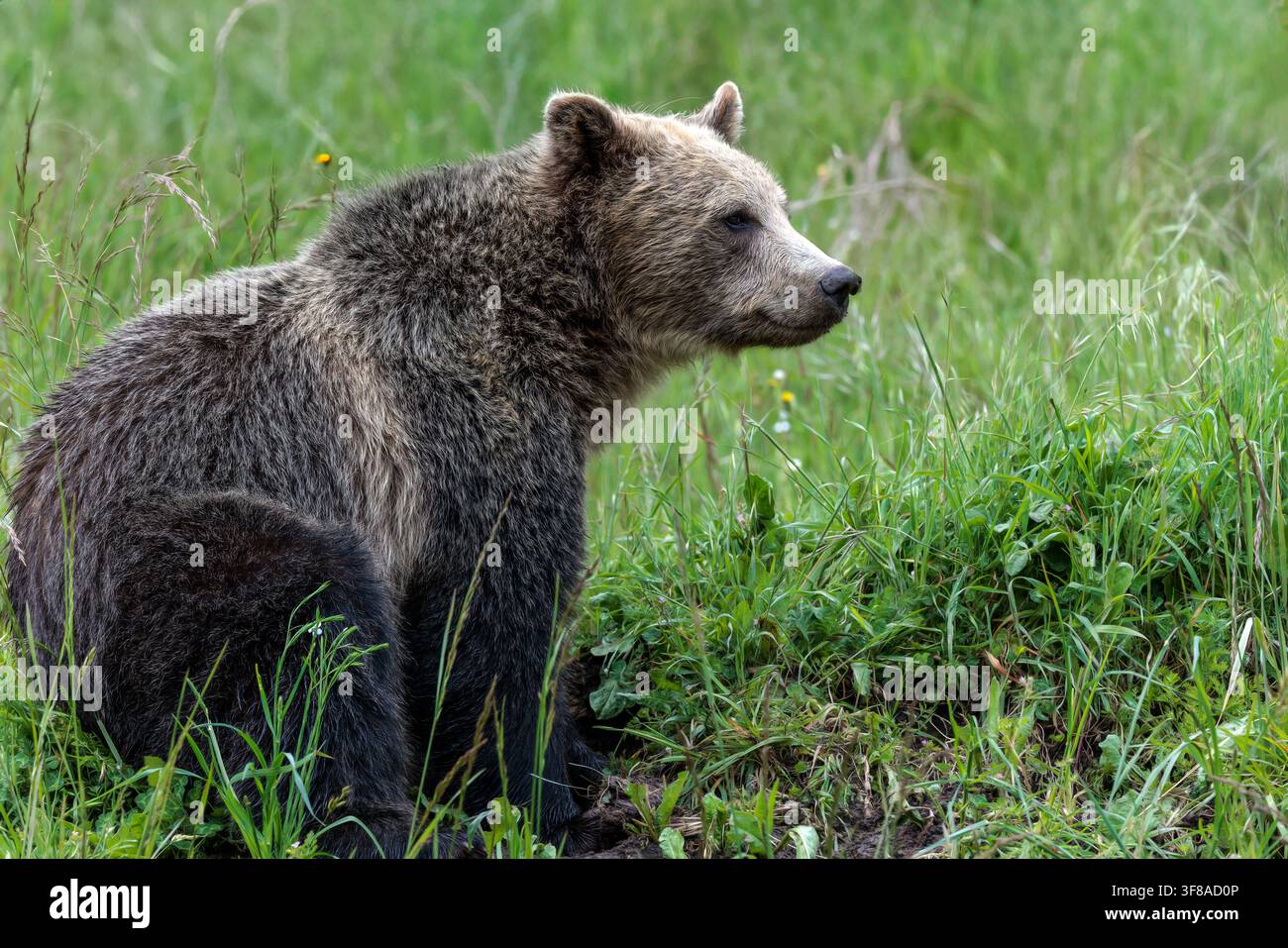 Anche se un grizzly è chiamato orso bruno, può variare dal biondo al quasi nero. Foto Stock