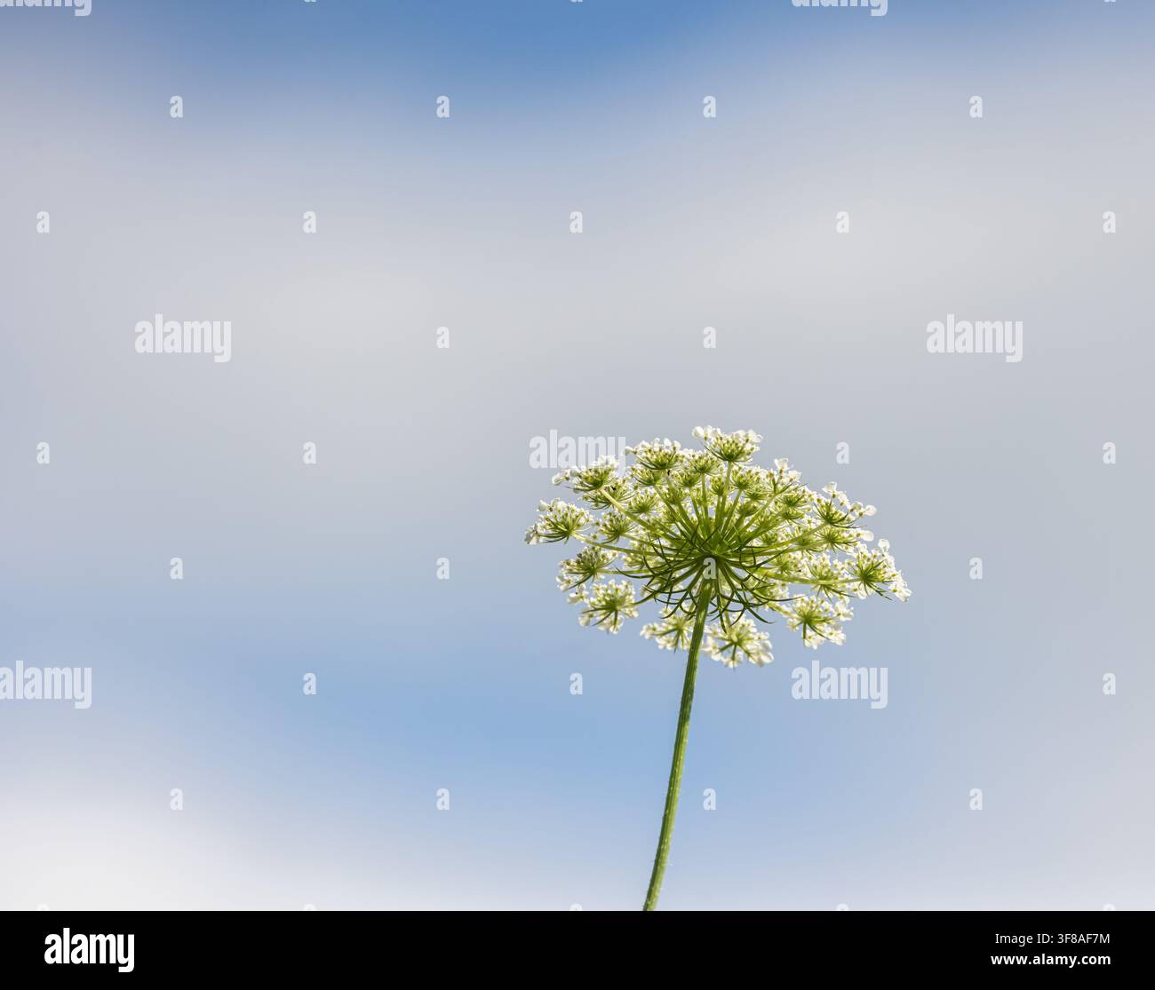 Sfondo naturale di fiori di carota selvatica Queen Anne Lace sotto un cielo blu Foto Stock
