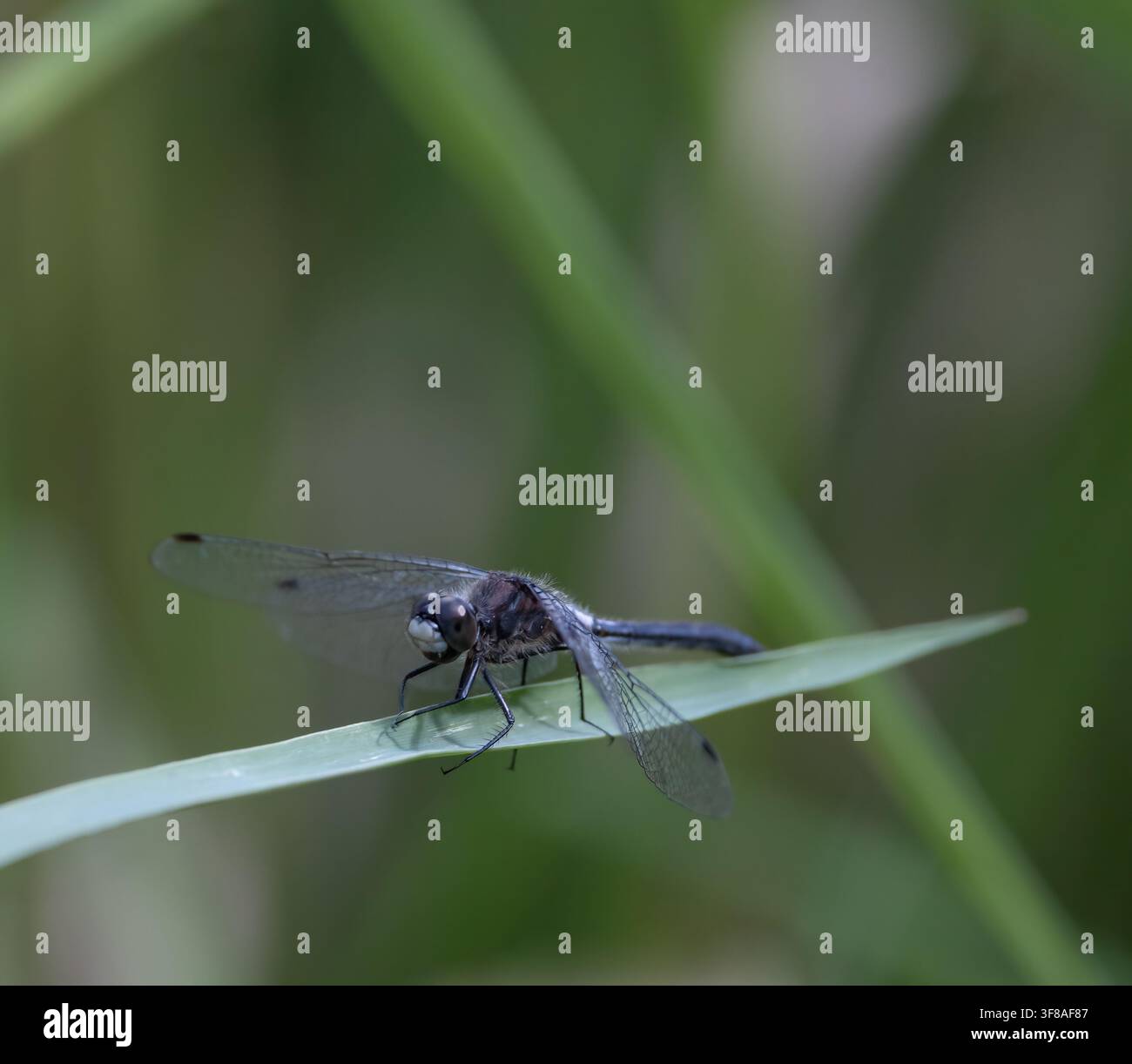 Libellula Frosted White-faced Meadowhawk Skimmer su una foglia d'erba con sfondo verde sfocato Foto Stock