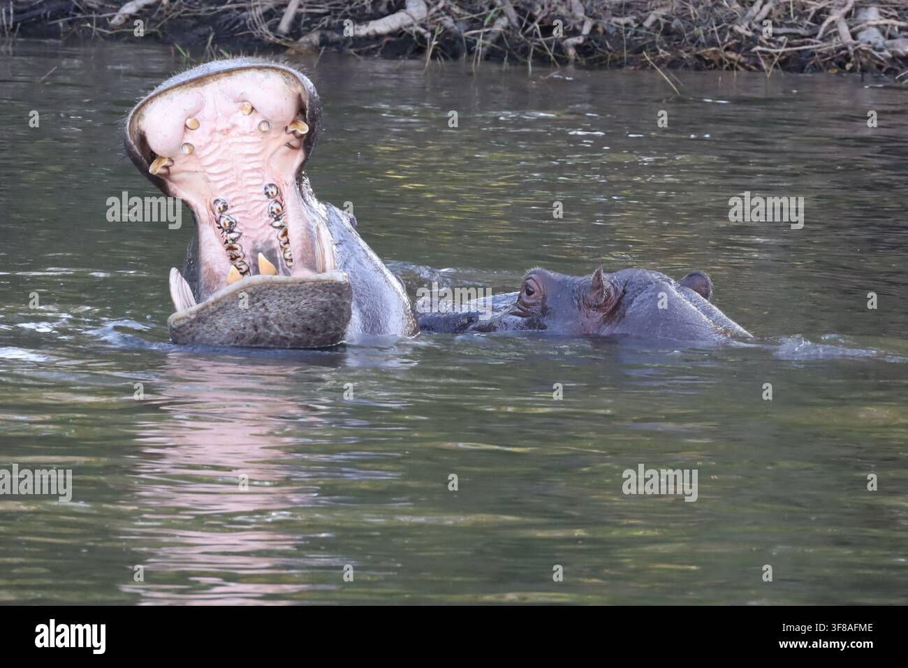 Ippopotamo con la bocca spalancata nel fiume Zambesi, Cascate Victoria, Zimbabwe Foto Stock