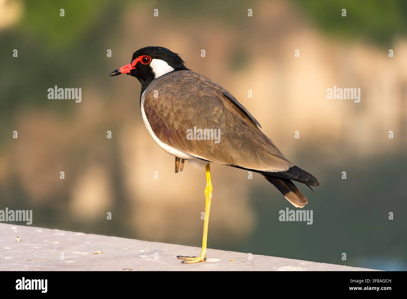 India. Rajasthan. Bundi. Un pavone indiano (Vanellus indicus) // India. Rajasthan. Bundi. Un pavone indiano (Vanellus indicus) Foto Stock