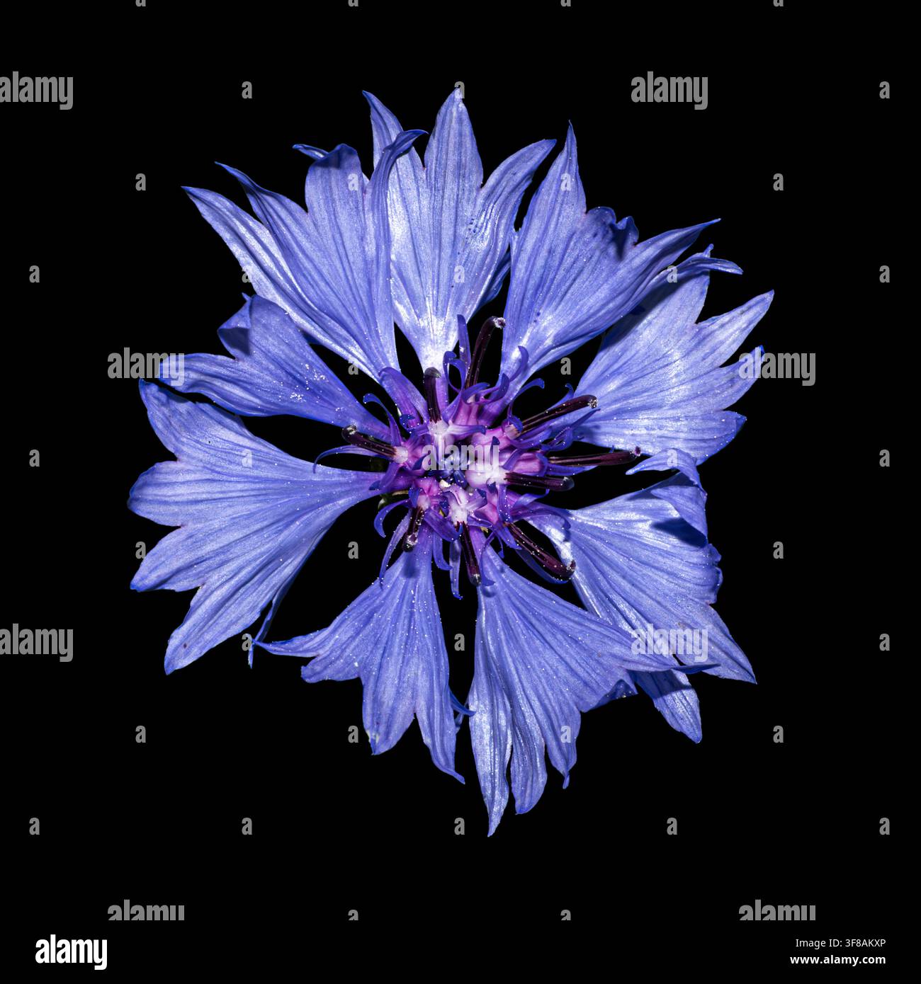 Fiordaliso, fiordaliso, capolino (Centaurea cyanus) vista ravvicinata dall’alto di un grande fiore selvatico blu isolato su sfondo nero Foto Stock