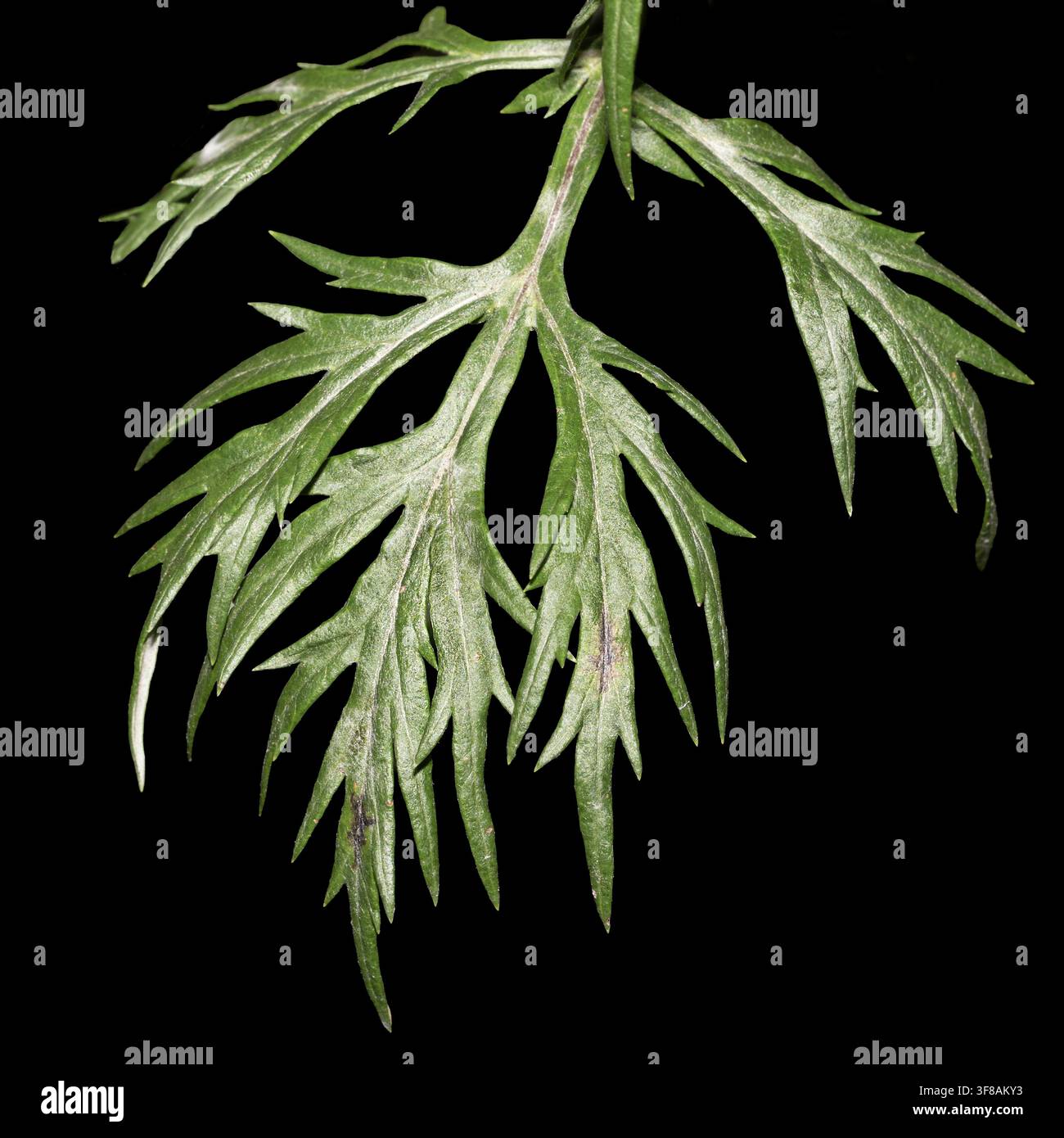 Fogli di artemisia (Artemisia vulgaris) primo piano di una foglia verde lucida e brillante a forma di fronda con segmenti divisi, isolata su sfondo nero Foto Stock