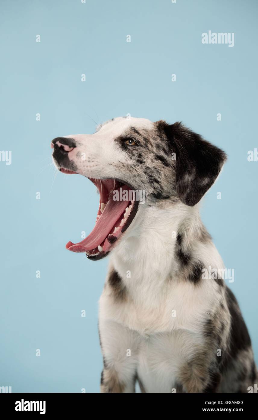 Mischia di Border Collie apre la bocca larga mentre sbadiglia durante un ritratto in studio. Un'espressione spontanea e divertente crea un concetto relazionabile su Foto Stock