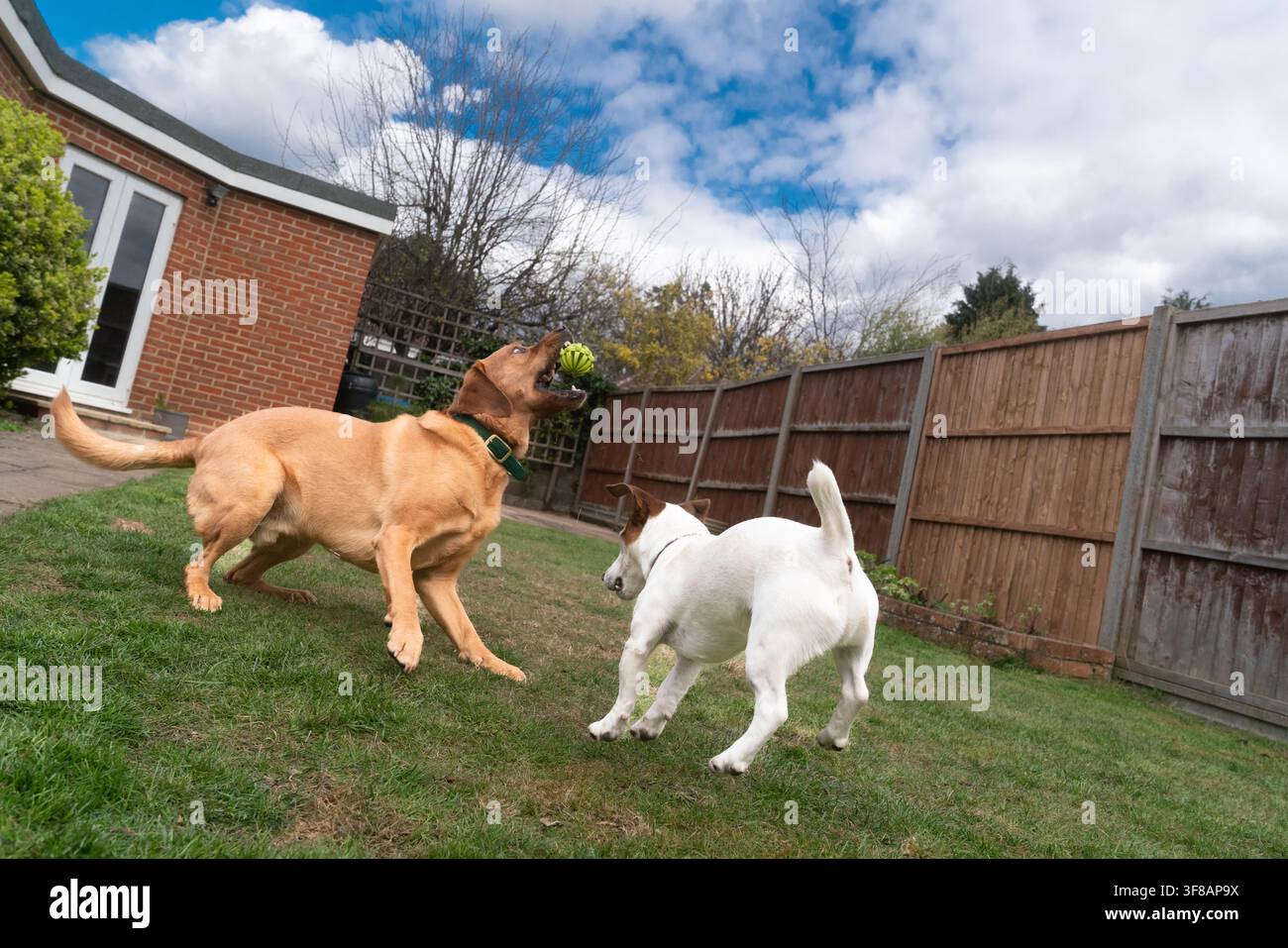 Un Labrador e un Jack Russell giocano con una palla in un giardino residenziale privato, godendosi un pomeriggio energico di esercizio all'aperto. Foto Stock