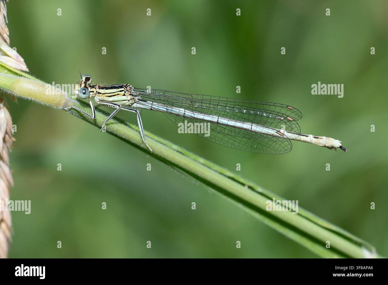 Agrione dalle zampe bianche (Platycnemis pennipes) su uno stelo, Leicestershire, Inghilterra. Foto Stock