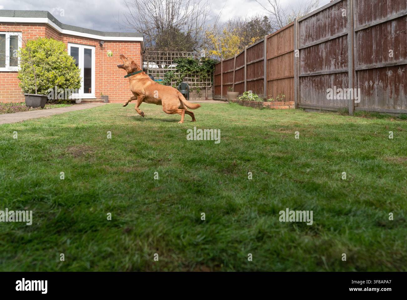 Un Labrador dorato salta per afferrare una palla in un giardino di periferia britannica, godendosi un pomeriggio attivo giocando a riporto a casa. Foto Stock