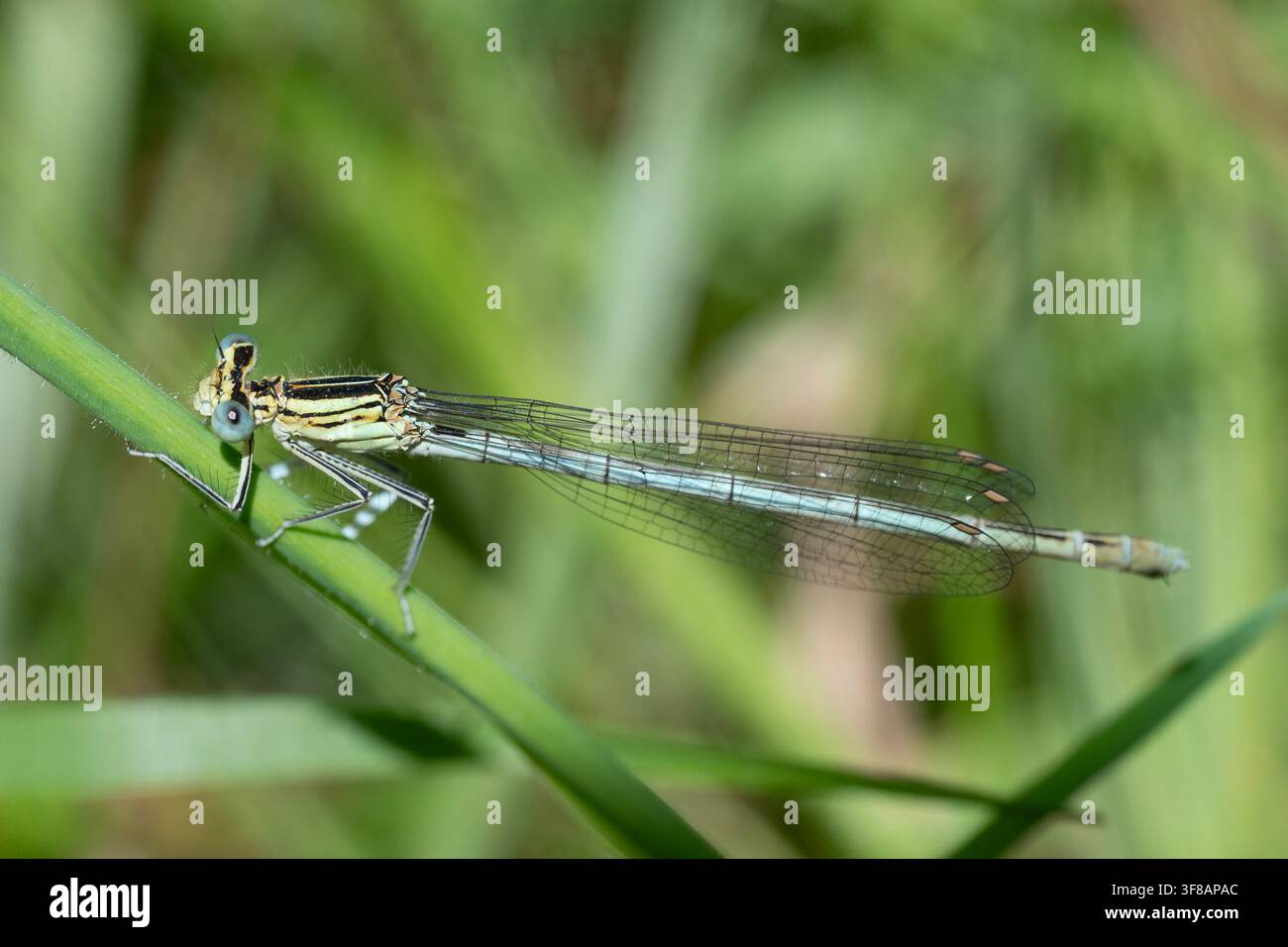 Agrione dalle zampe bianche (Platycnemis pennipes) su uno stelo, Leicestershire, Inghilterra. Foto Stock