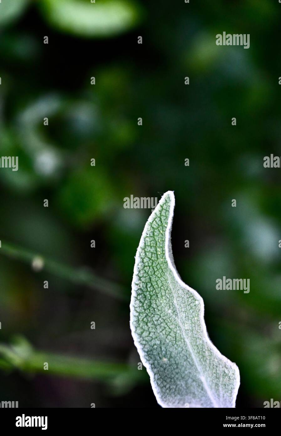 Fotografia macro commerciale di una singola foglia verde argentata strutturata, che mostra il suo intricato motivo di venature su uno sfondo scuro e leggermente sfocato Foto Stock