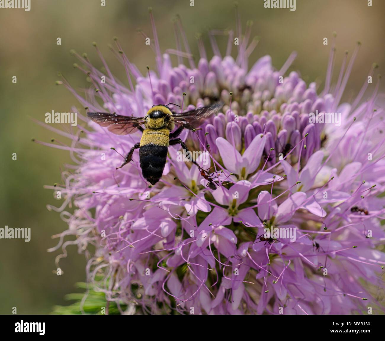 Una Rocky Mountain Beeplant è visitata da un bombo e dalle formiche nel Crescent Lake National Wildlife Refuge nelle Sandhills del Nebraska occidentale. Foto Stock
