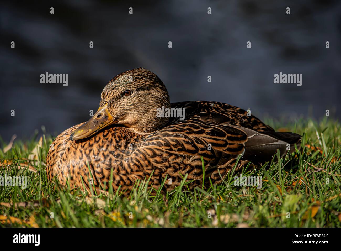 Anatra femmina che riposa sull'erba Foto Stock
