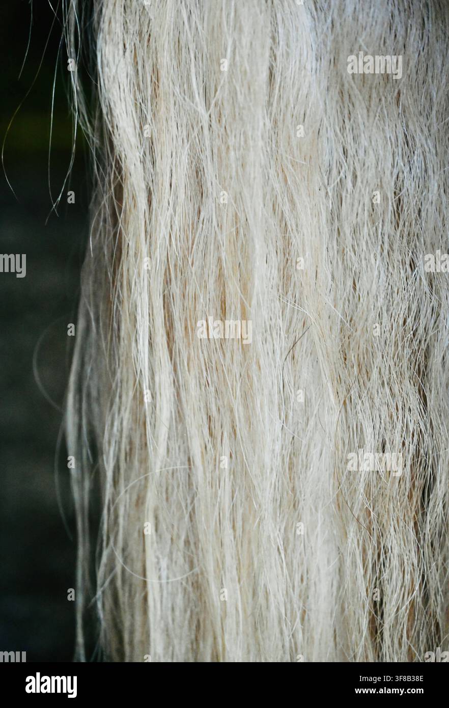 Fotografia commerciale in primo piano che mostra la texture intricata e dettagliata della pelle di un cavallo e i lunghi peli ruvidi del mantello invernale, evidenziando le fibre verticali naturali e i motivi rustici. Foto Stock
