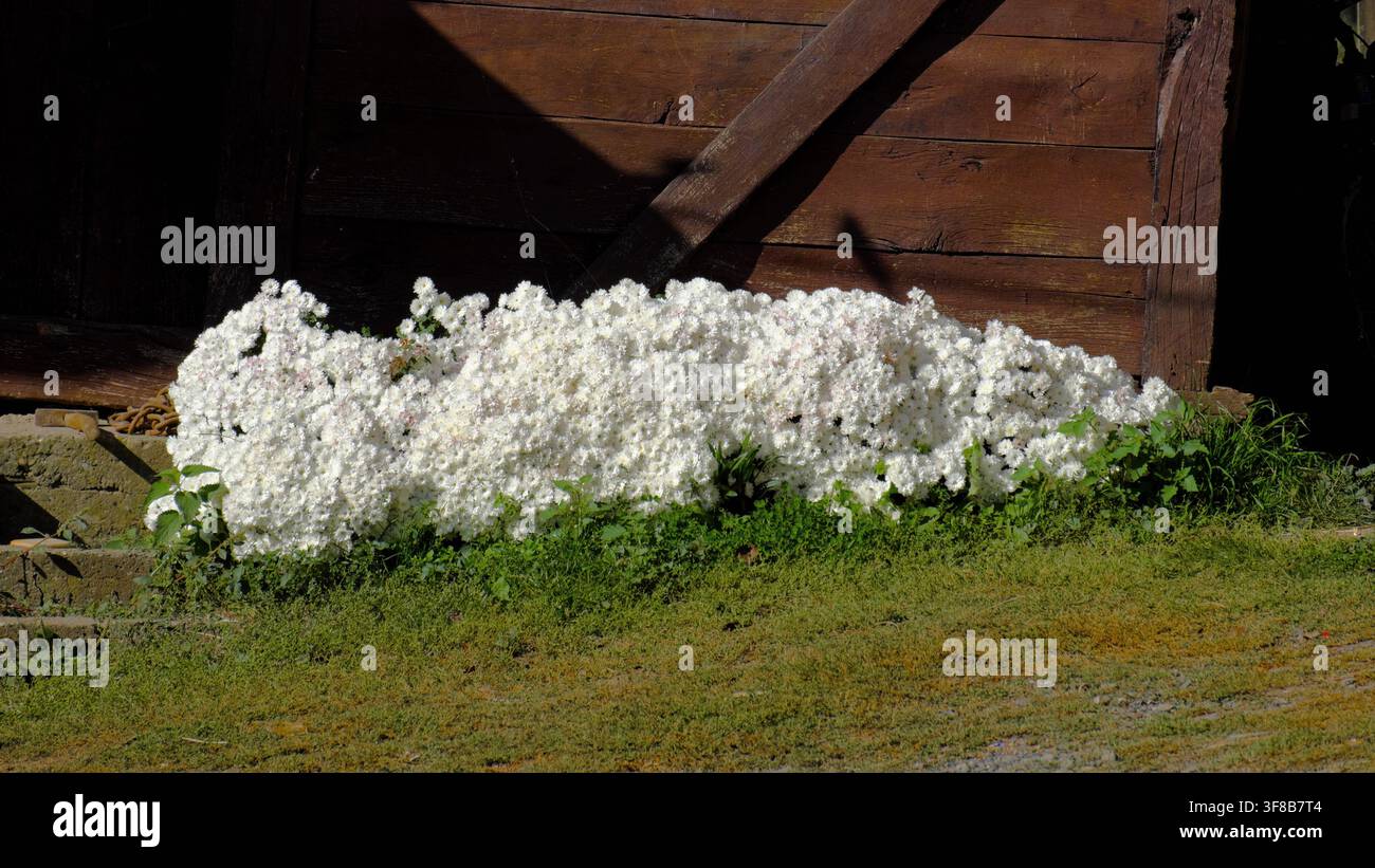 meraviglioso letto di fiori in fiore nel villaggio di Donja Crnuca, Sumadija, Serbia centrale (ritaglio 16-9) Foto Stock
