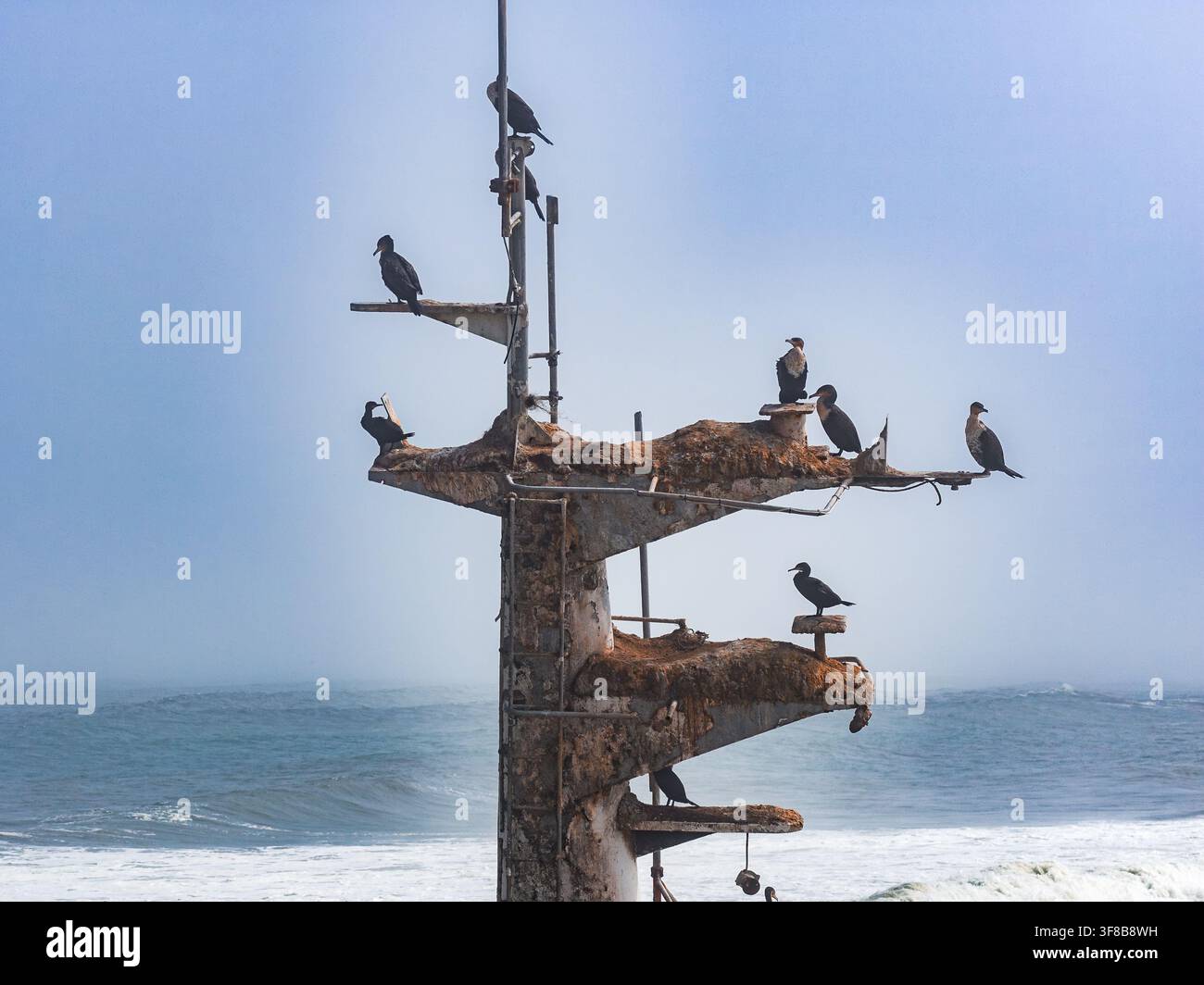 Cormorani che riposano sull'albero del relitto della nave di Zeila in Namibia. Foto Stock