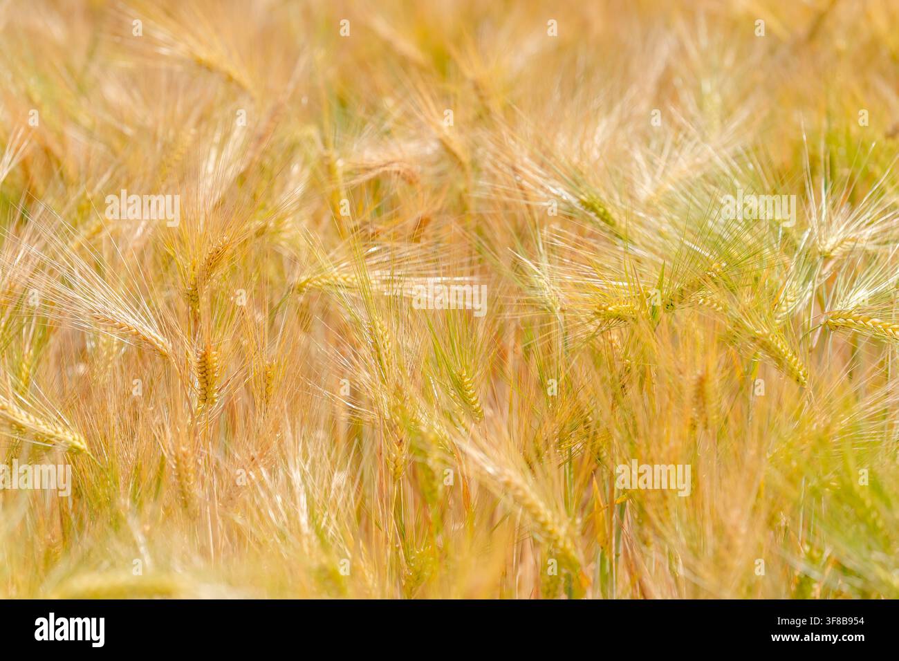 Vista dettagliata di coltivazioni di cereali dorati in un campo rurale pronto per la raccolta in estate. Immagine stock perfetta per il rifornimento delle panetterie, l'agronomia, la natura Foto Stock