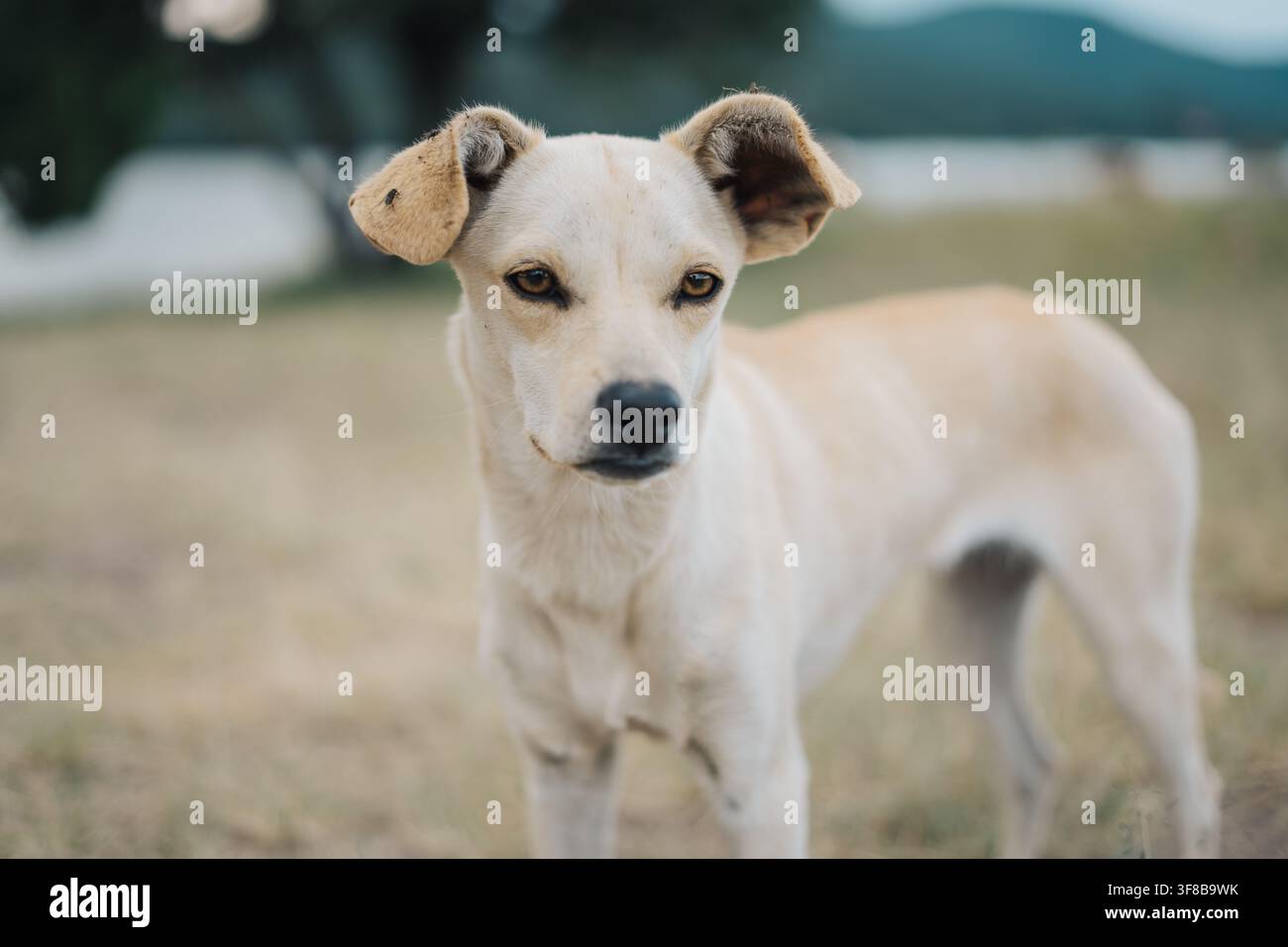 Cane marrone chiaro carino con orecchie cadenti in piedi sull'erba all'aperto Foto Stock