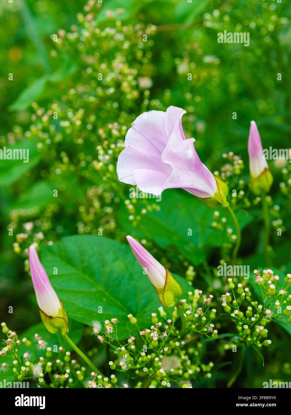 Fiore di convolvolo rosa con boccioli non aperti tra foglie verdi e vegetazione selvatica Foto Stock