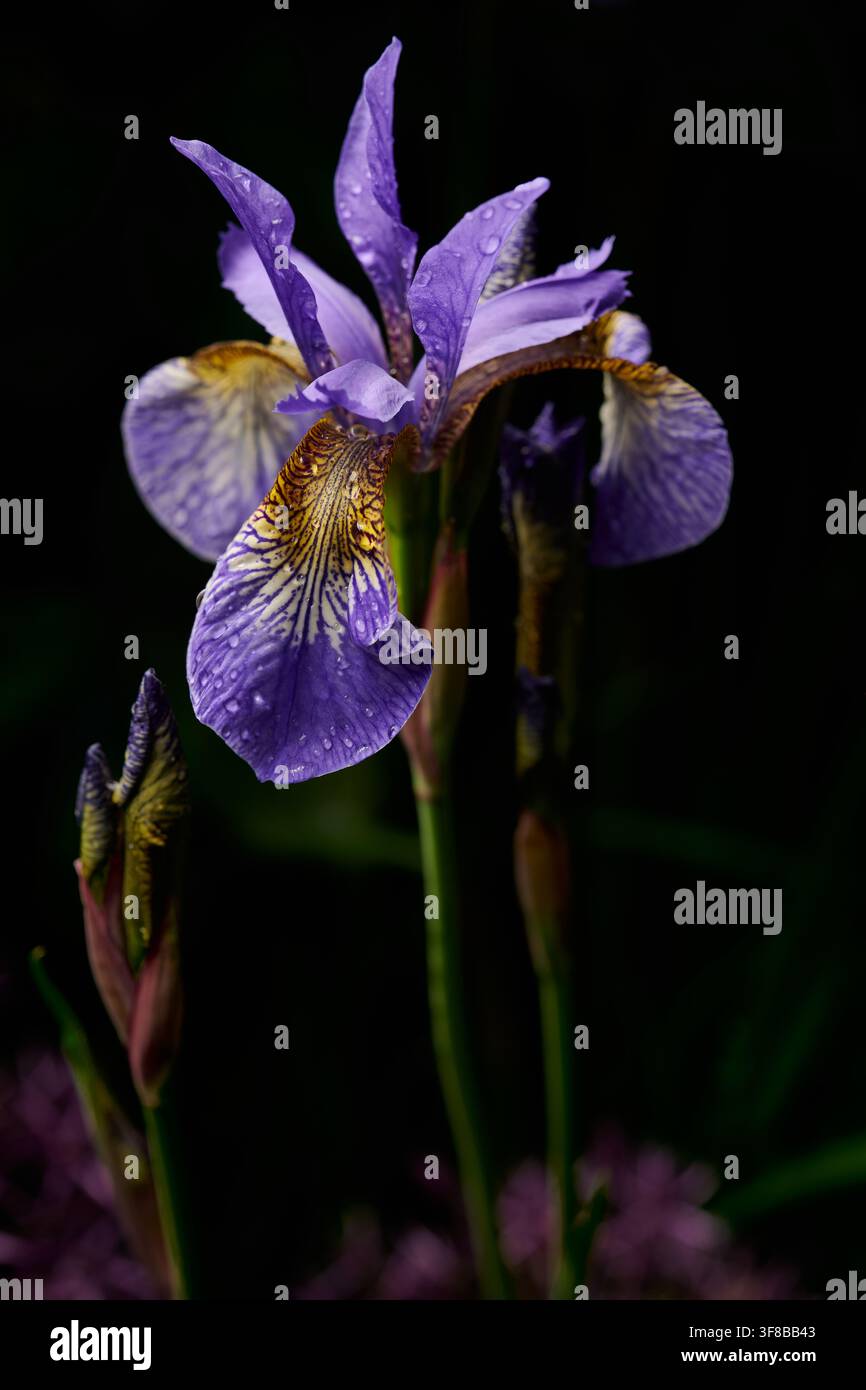 Iris sibirica "Tropic Night" su sfondo scuro Foto Stock