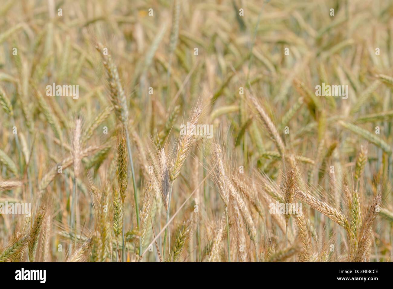 Messa a fuoco morbida su spighe di grano dorate in piedi in un campo agricolo prima della raccolta. Grande risorsa visiva per il branding del pane, il commercio agricolo, l'organico Foto Stock