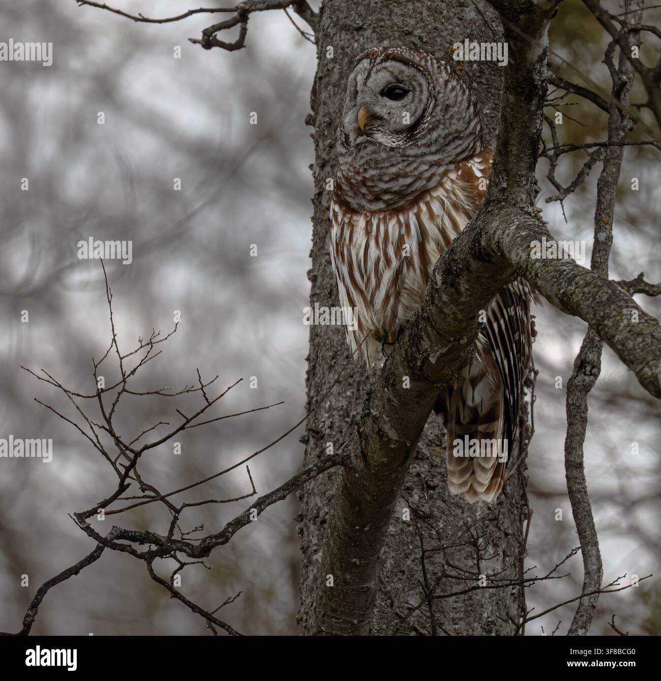 Uno spettacolo meraviglioso da vedere. Un gufo striato appollaiato sul ramo di un albero in una foresta alla ricerca di prede. Foto Stock