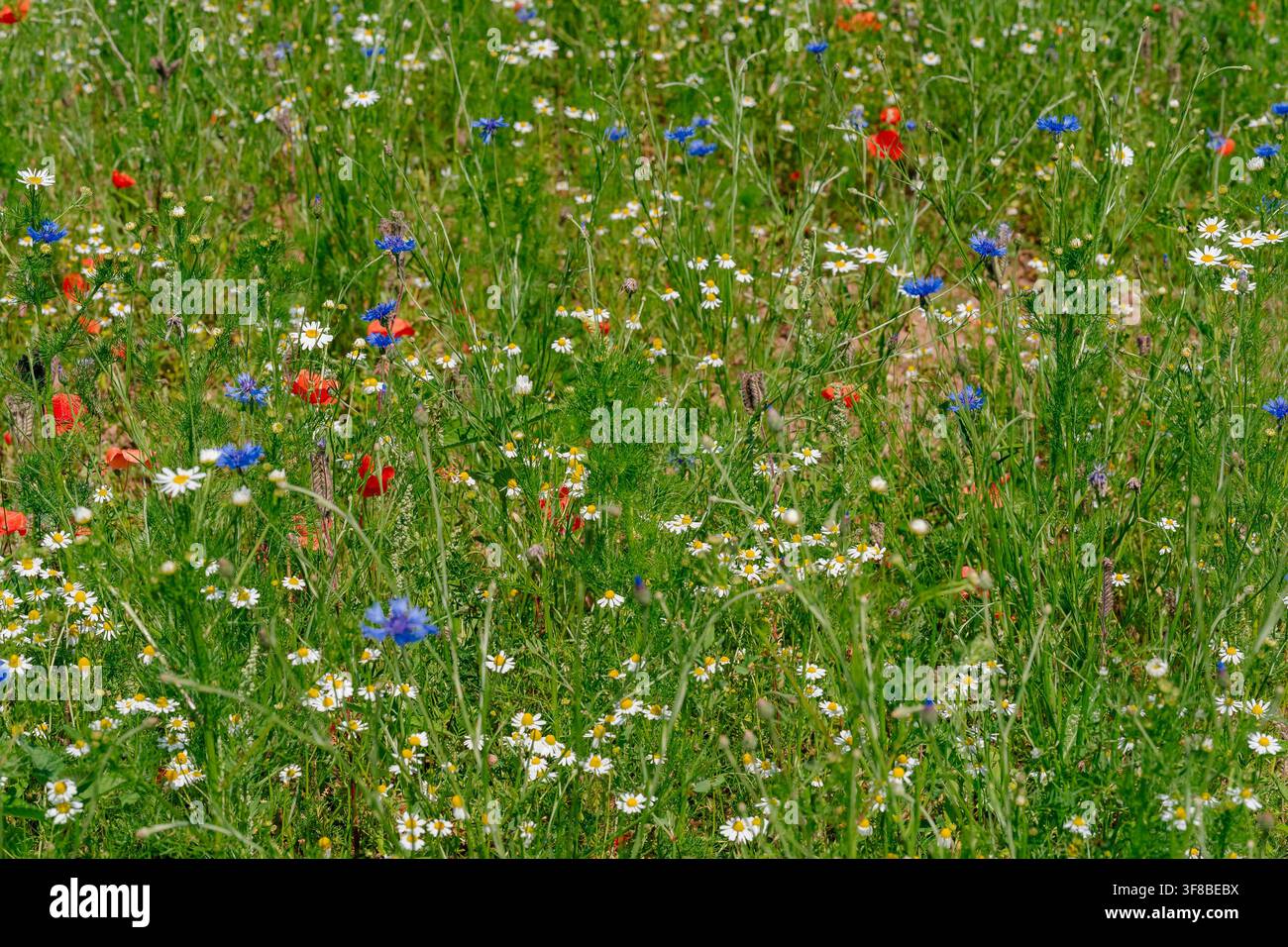 Texture di prato estivo fresco pieno di erbe selvatiche in fiore, camomille e fiordalisi. Immagine d’archivio perfetta per la cura erboristica, l’ambiente Foto Stock