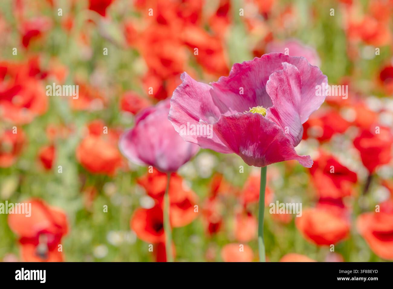 Bellissimo scatto macro di fiori di papavero rosa sotto la luce intensa del giorno. Immagine di stock perfetta per cosmetici naturali, packaging benessere, floreale Foto Stock