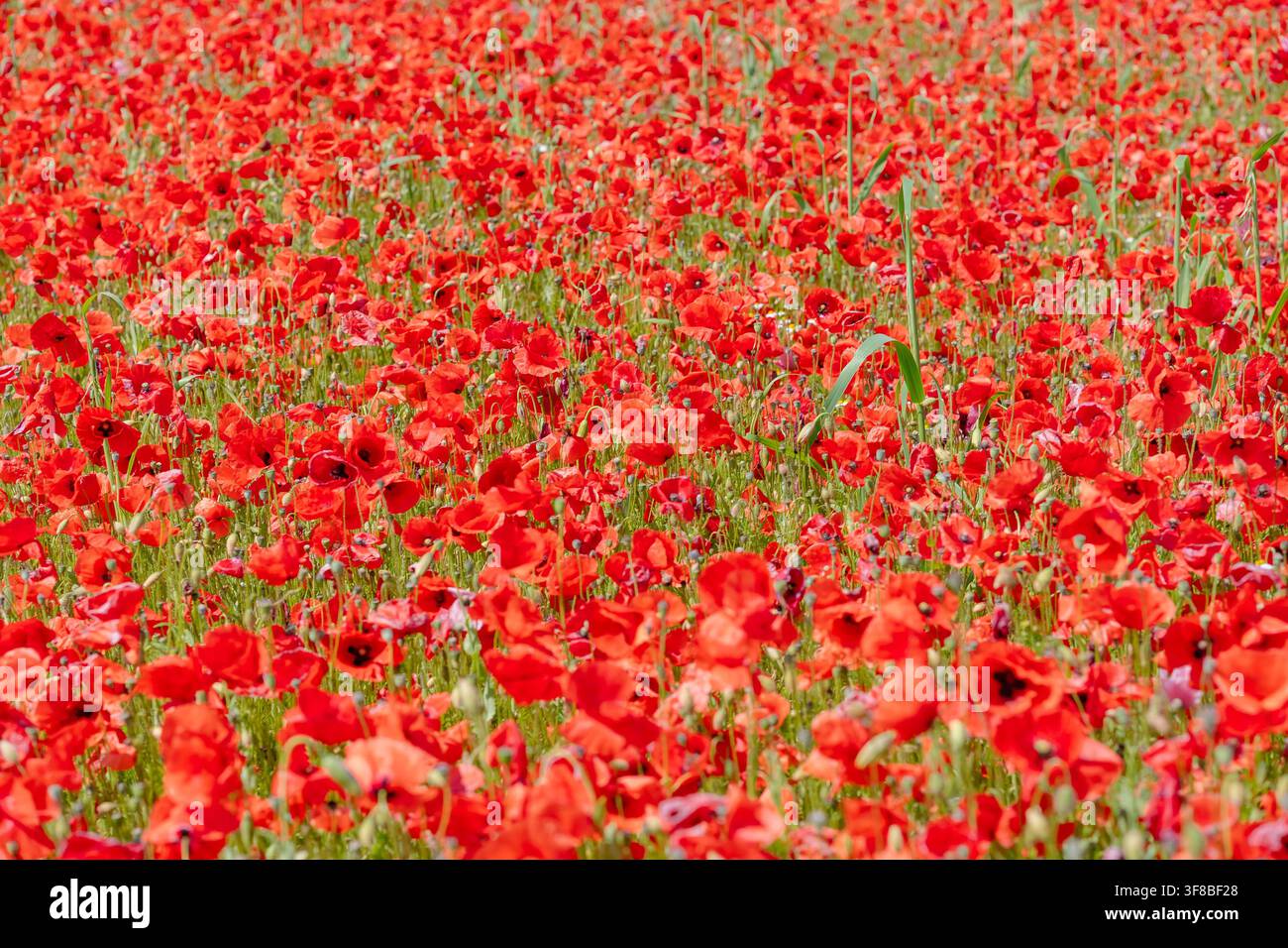 Ricco tappeto di fiori di papavero rosso brillante che crea un motivo organico senza cuciture. Immagine stock perfetta per texture di tessuti, sfondi per biglietti di auguri Foto Stock