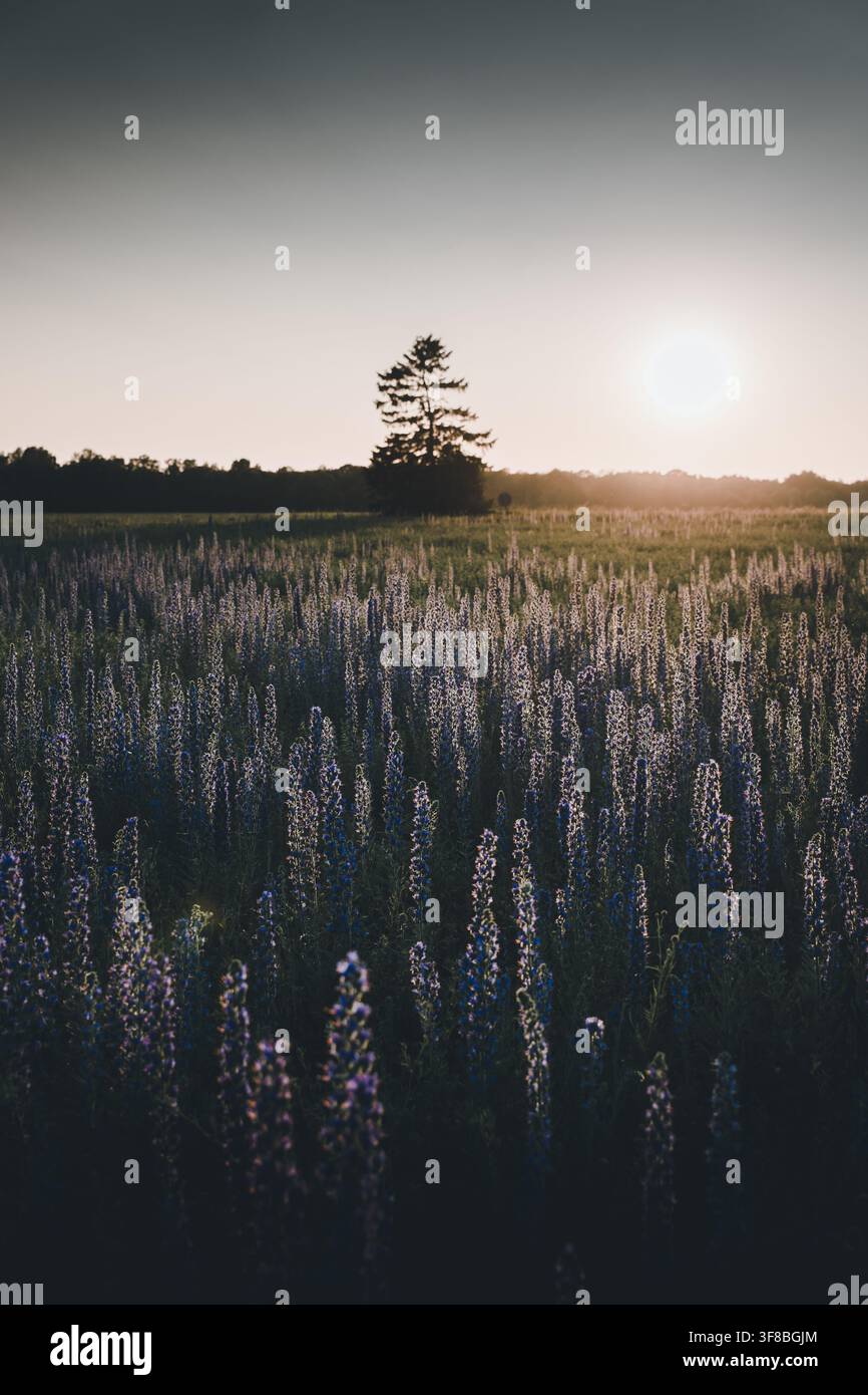 Vista di un campo di fiori di lupino viola al tramonto con un albero solitario sullo sfondo a Vormsi, contea di Laane, Estonia. Foto Stock