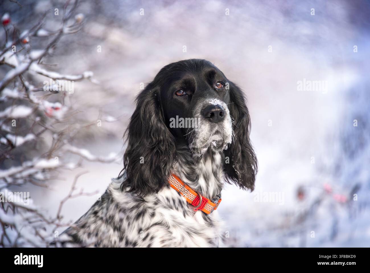 Ritratto di un bellissimo spaniel bianco con macchie nere in un parco invernale. Passeggiata con un cane preferito in città. Cani da caccia. Foto Stock