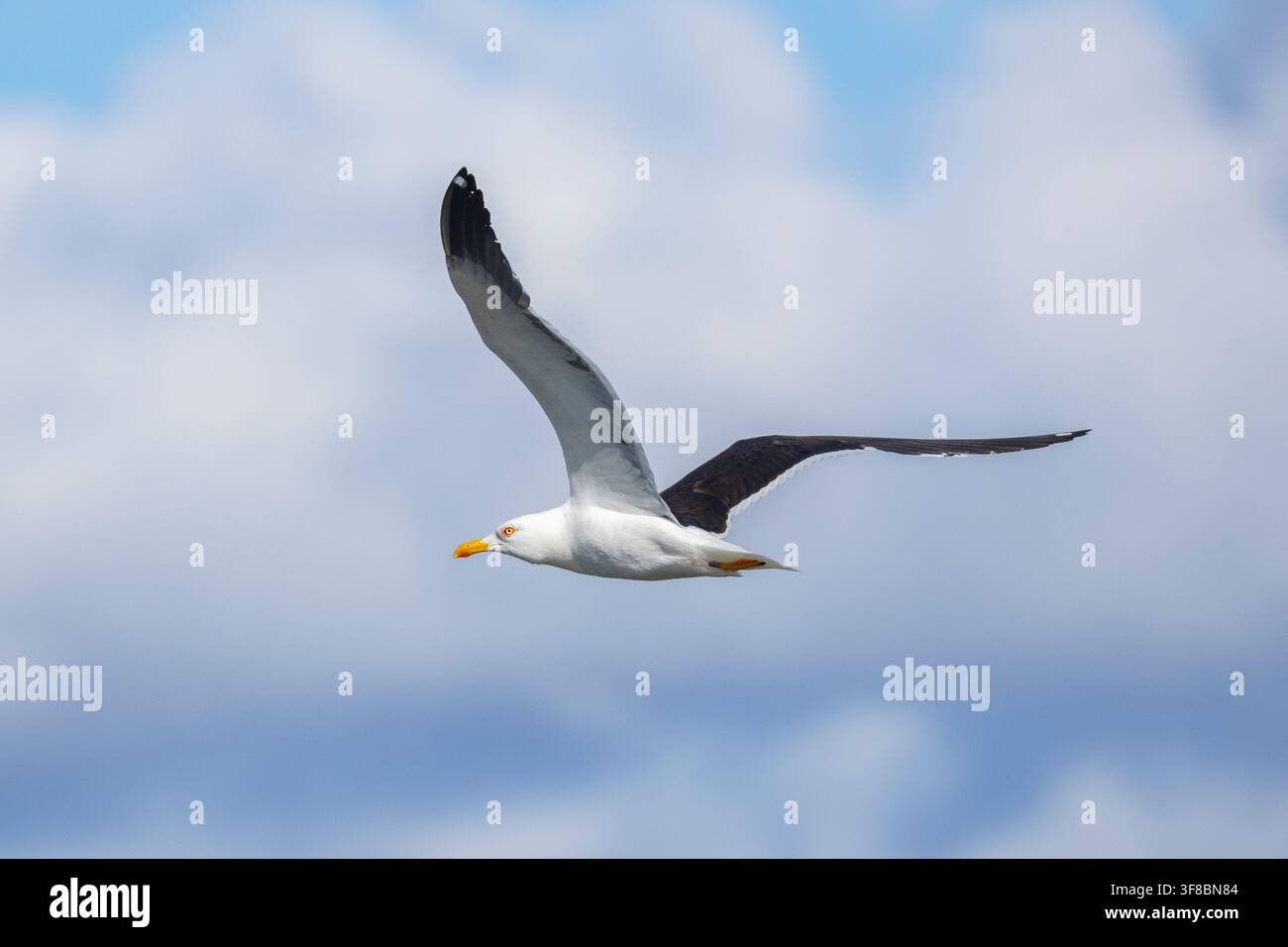 Lesser black-backed gull (Larus fuscus) Foto Stock