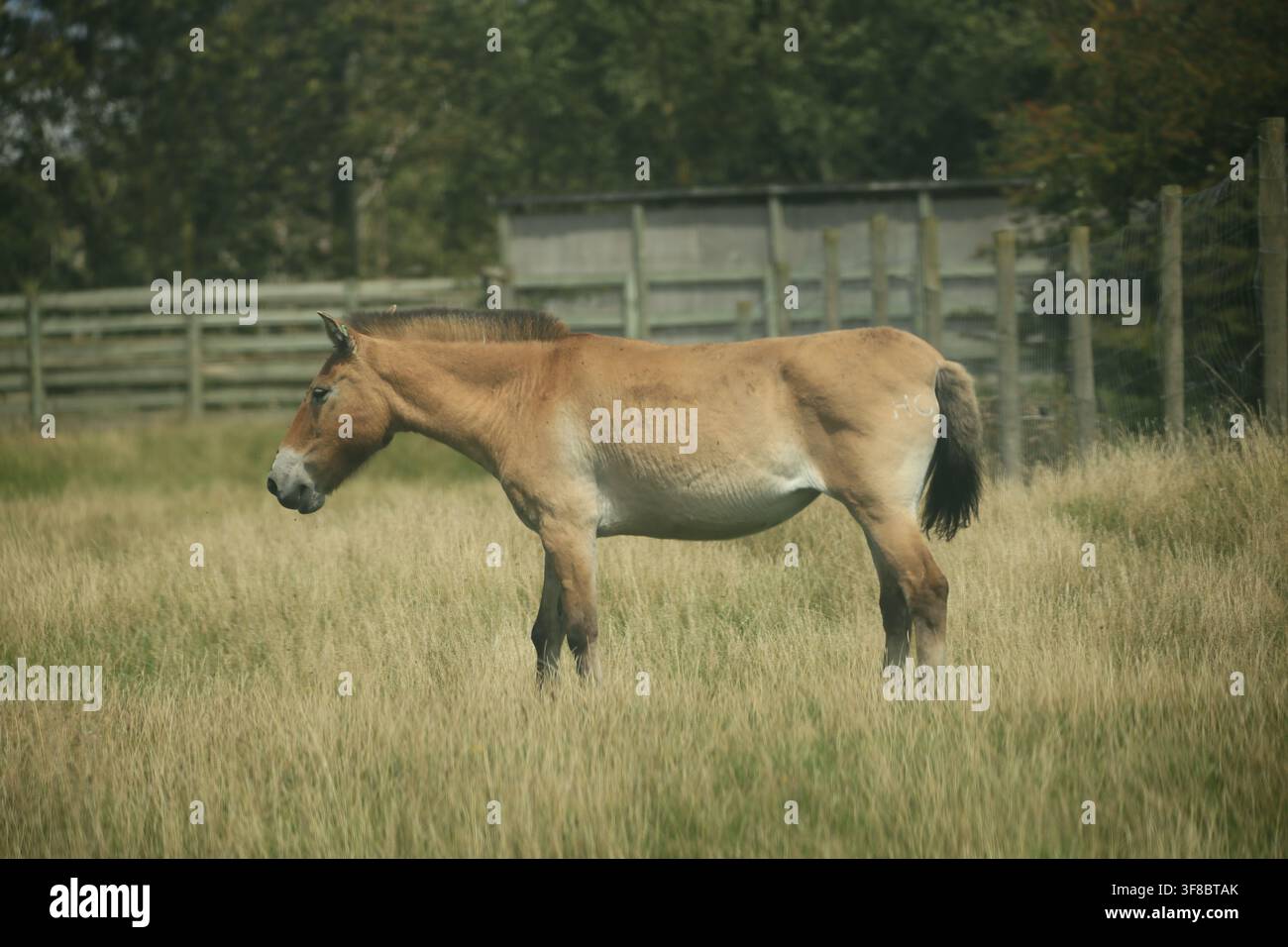 Un cavallo di Przewalski al Port Lympne Safari Park nel Kent Foto Stock