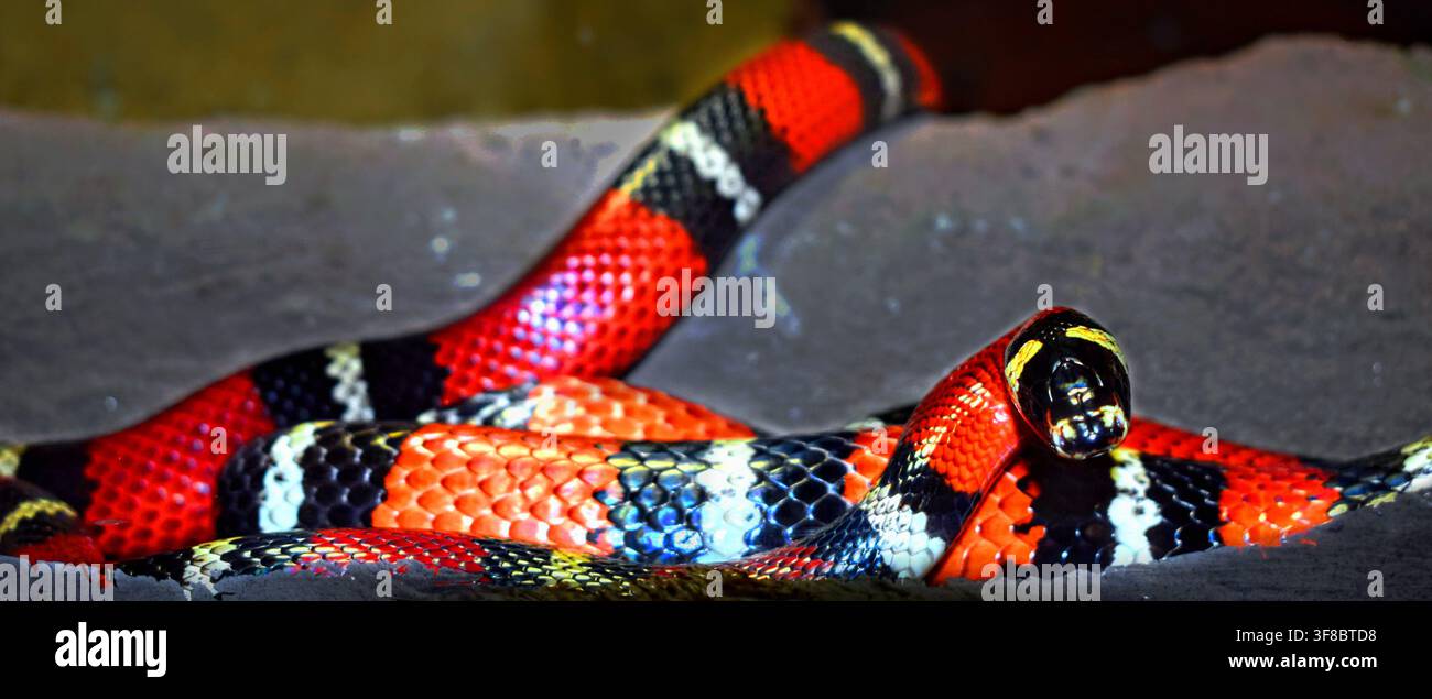 Primo piano di un serpente latte dai colori vivaci rosso, nero e bianco arrotolato Foto Stock