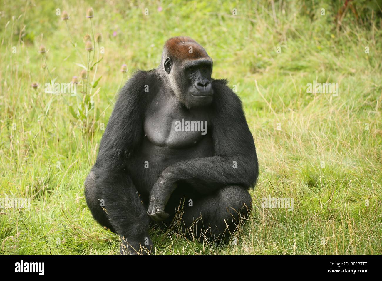Un gorilla delle pianure occidentali al Port Lympne Safari Park nel Kent Foto Stock