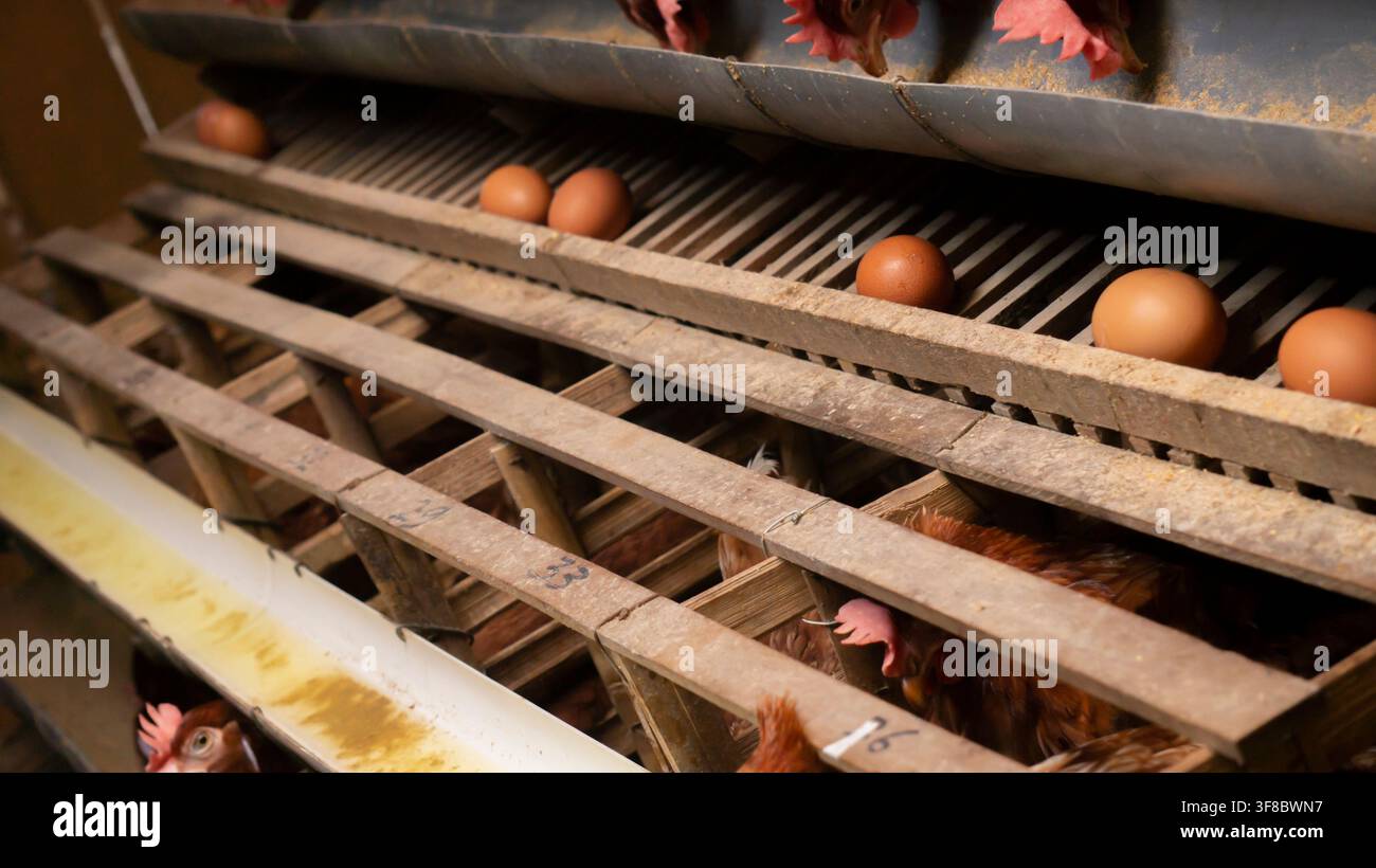 Gallinaia con uova marroni in un allevamento di pollame Foto Stock