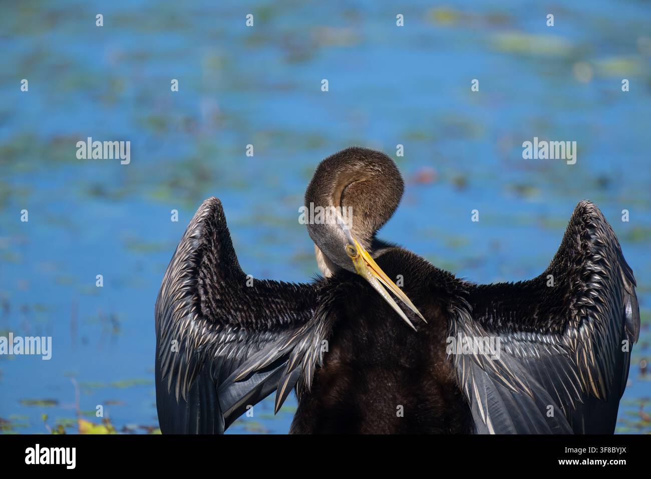 Anhinga australasico o Uccello serpente (Anhinga novaehollandiae) che si liscia, Cumberland Dam, Far North Queensland, FNQ, QLD, Australia Foto Stock