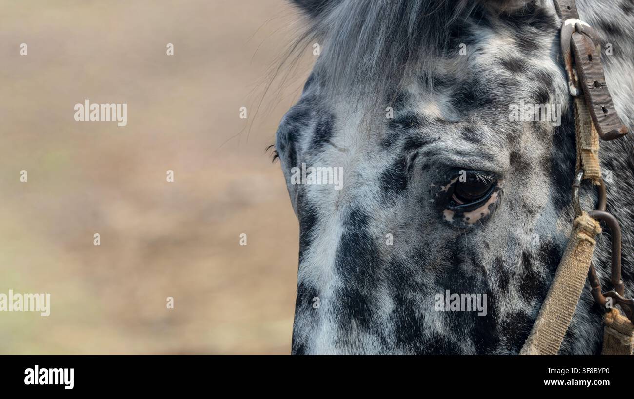 Portrait macro in primo piano estremo di un cavallo Appaloosa che mostra il suo occhio e le macchie del mantello. Foto Stock