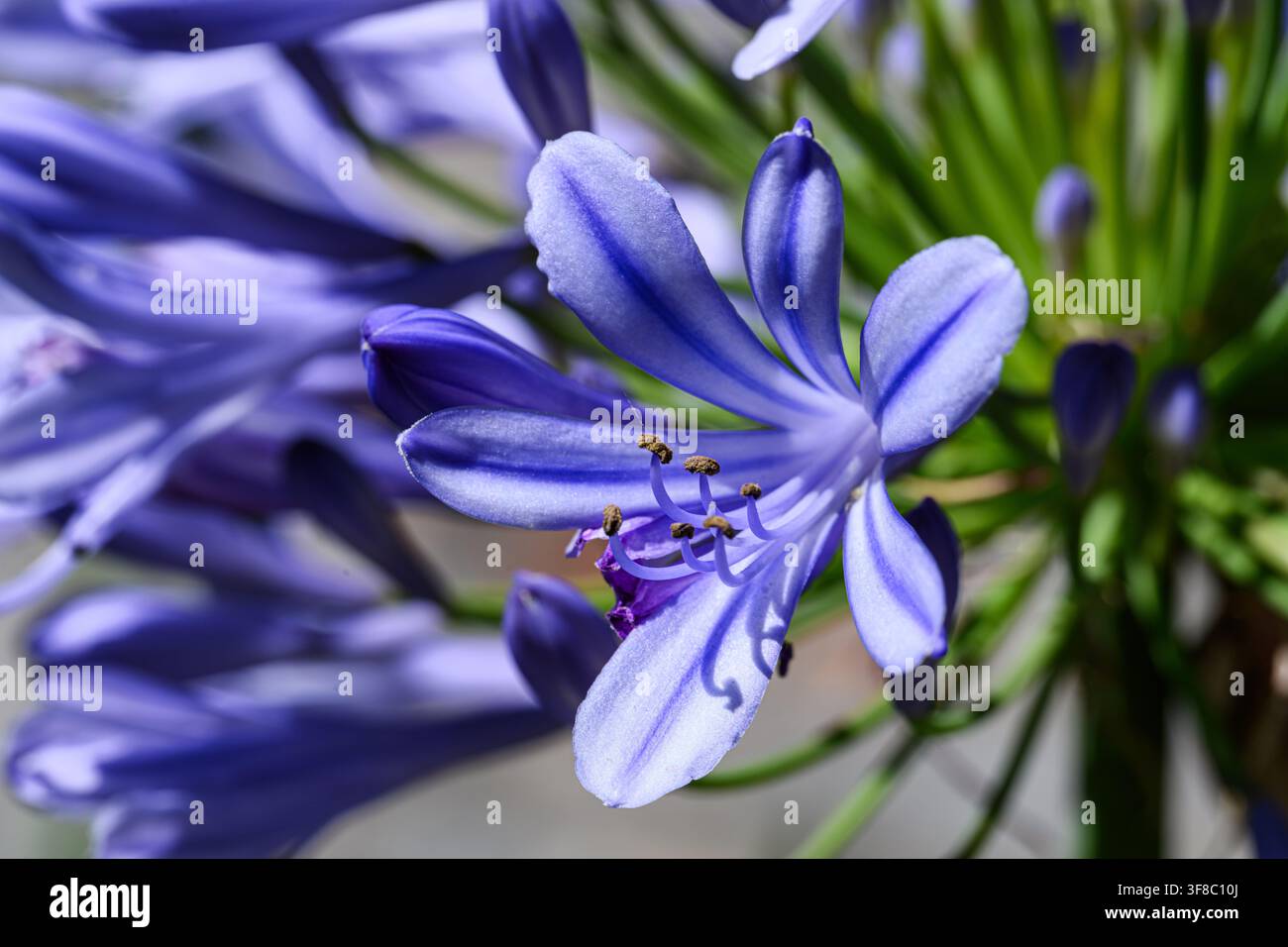 Petali viola morbidi si incurvano con grazia verso l'alto. Tinte blu profonde brillano nell'abbraccio gentile del sole. Piccoli stami sbirciano dal centro, delicati e vibranti. Gre Foto Stock