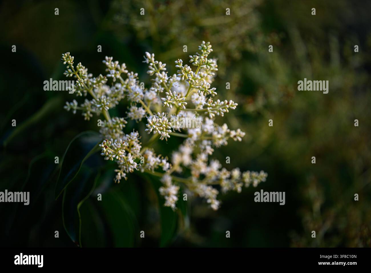Fiori bianchi delicati si raggruppano su steli sottili. Una luce soffusa illumina i petali su uno sfondo verde sfocato. Il fogliame incornicia i fiori, creando Foto Stock