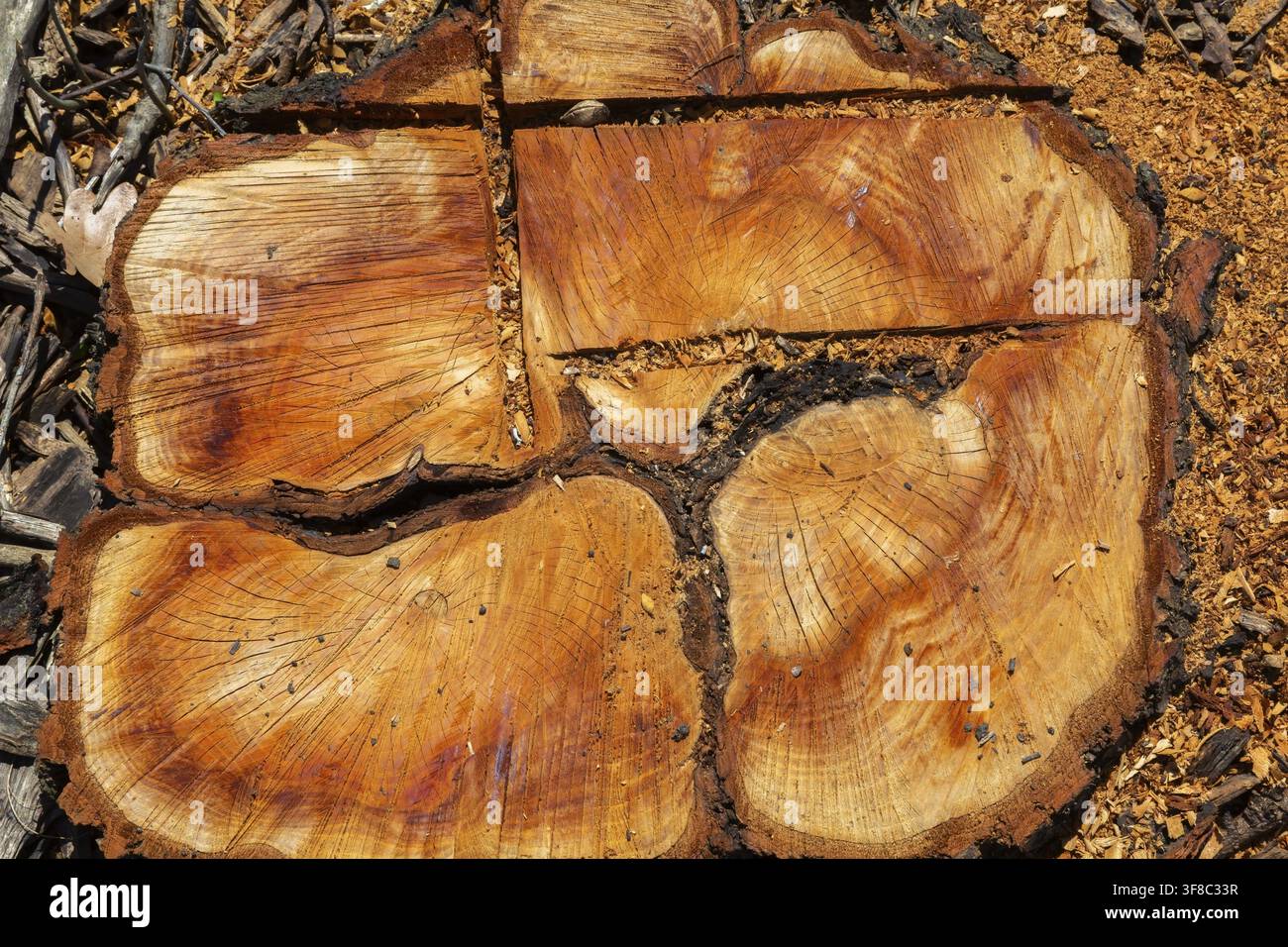 Vista dall'alto di un ceppo di albero deciduo tagliato a terra che mostra segni di sega e anelli di crescita più segatura lasciata indietro in primavera, Quebec, Canada Foto Stock