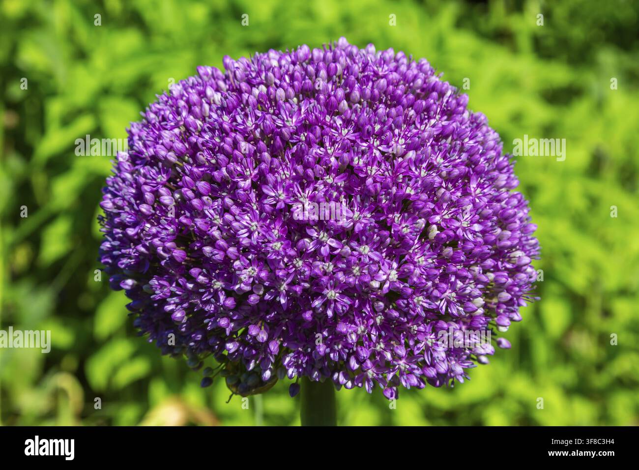 Primo piano di Allium hollandicum 'Purple Sensation' - Capolino di cipolla ornamentale in piena fioritura nella tarda primavera, Quebec, Canada Foto Stock