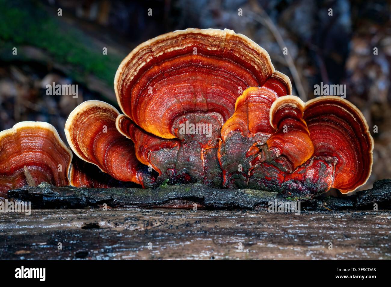 Falso fungo coda di tacchino (Stereum sp.) su legno in decomposizione - vicino alla Pisgah National Forest, Brevard, Carolina del Nord, USA Foto Stock