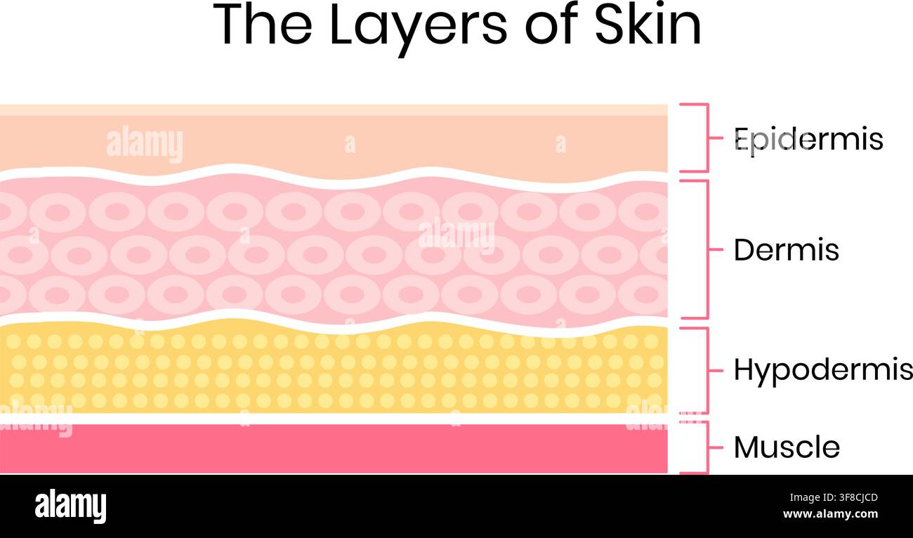Illustrazione degli strati della pelle umana con etichettati epidermide, derma e ipodermide Illustrazione Vettoriale