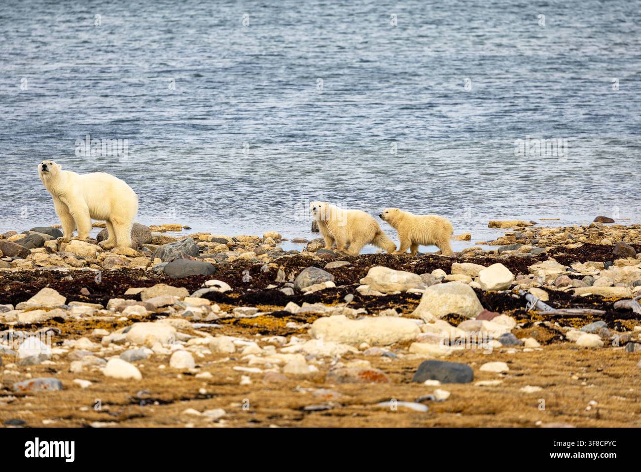 Mamma orso polare con due cuccioli che annusano l'aria al Tundralodge, avventura a Churchill, Manitoba, Canada Foto Stock