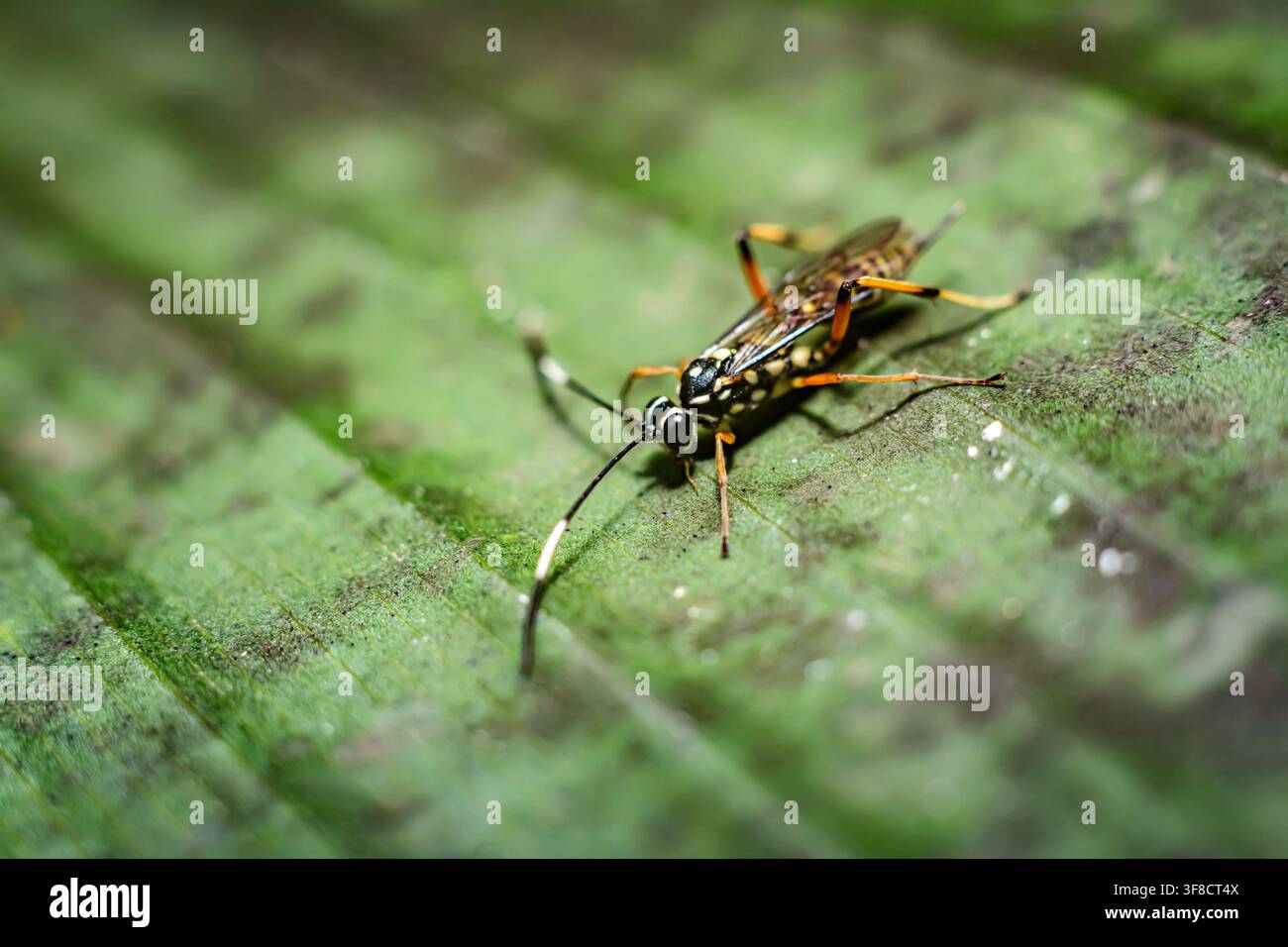 Vespa parassita Ichneumon che striscia sulla superficie delle foglie verdi Foto Stock
