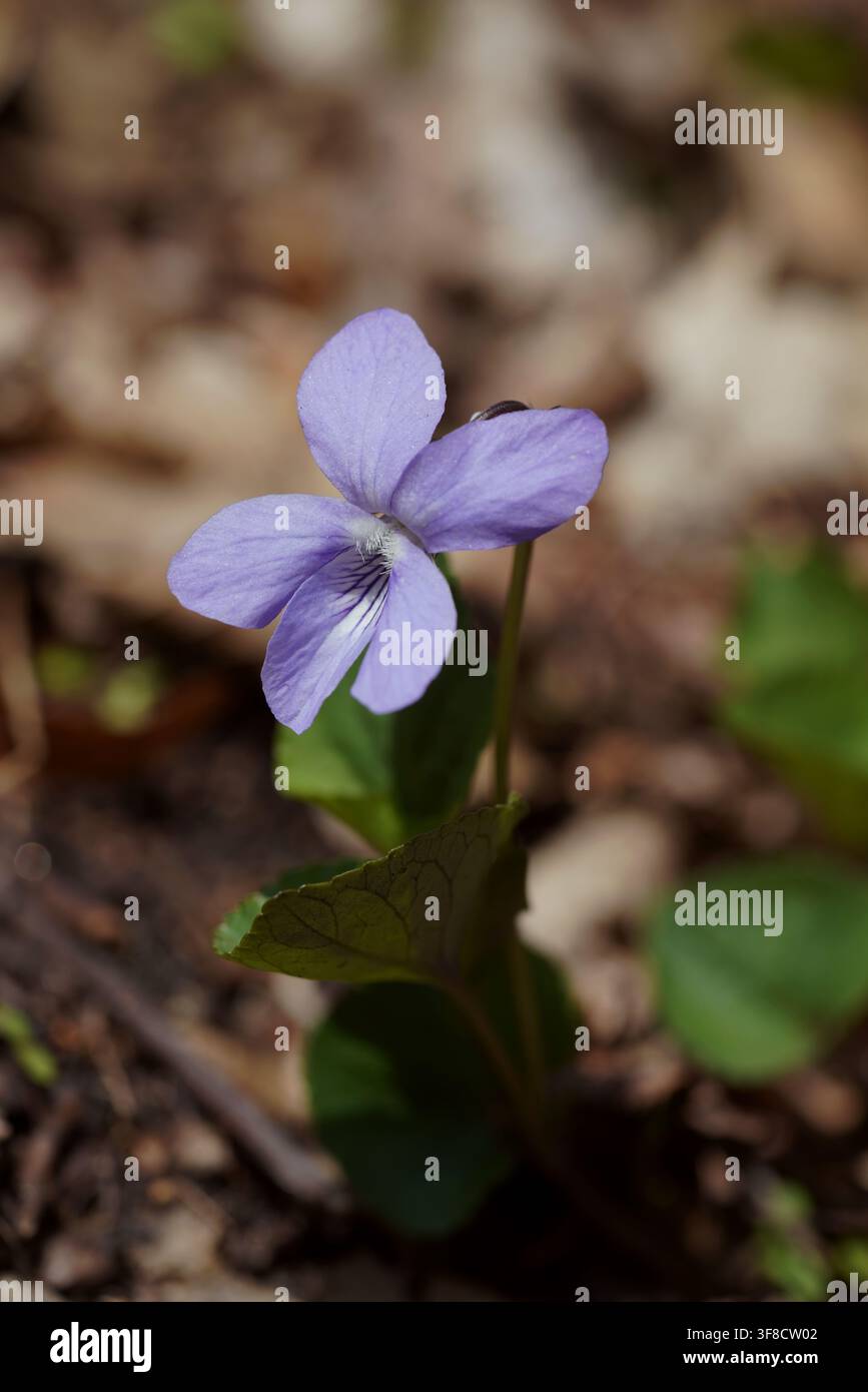 Delicata violetta comune (Viola riviniana) con petali viola che cresce naturalmente sul terreno del bosco. Foto Stock
