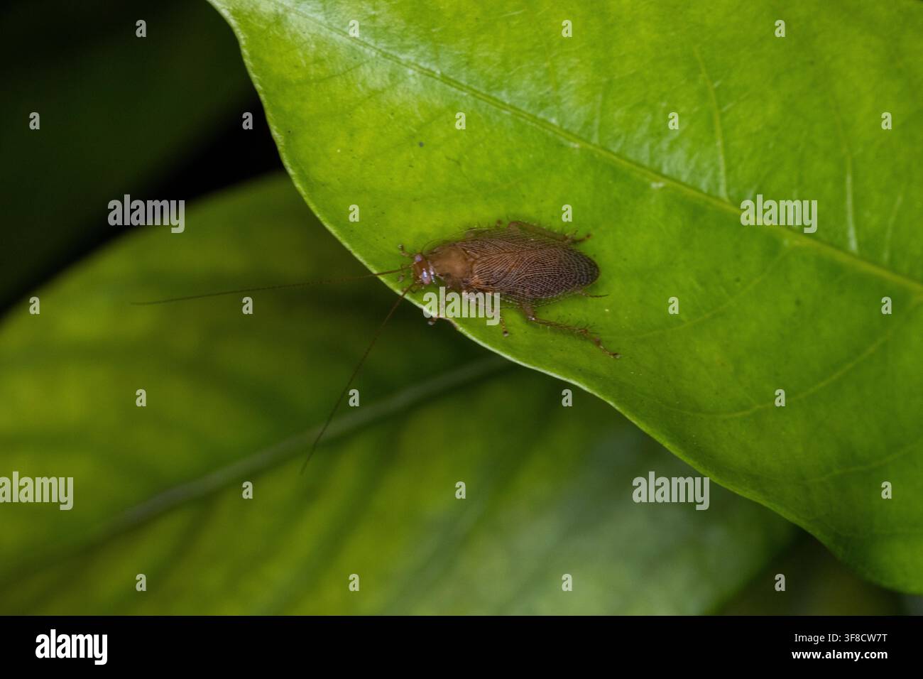 Insetto simile a uno scarafaggio su una foglia verde in un giardino a Unawatuna, Sri Lanka Foto Stock