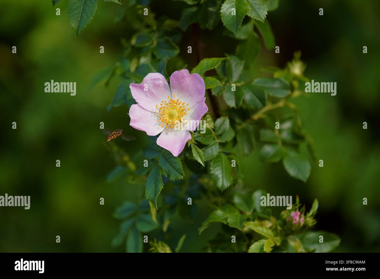 Fotografia naturalistica dettagliata di una rosa canina (Rosa canina) con un fiore rosa delicato e stimmi gialli prominenti Foto Stock