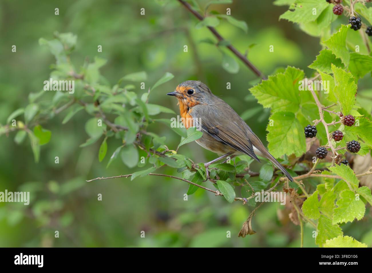 Usignolo europeo Erithacus rubecula appollaiato in un cespuglio e con sguardo curioso, Nord Norfolk, UK Foto Stock