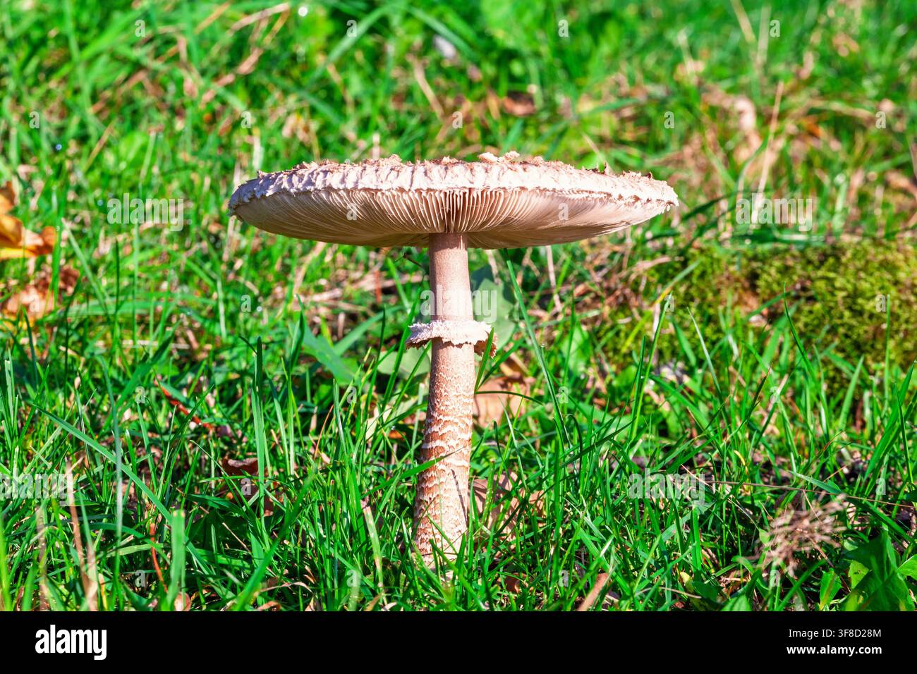Funghi parasole in un prato illuminato dal sole Foto Stock