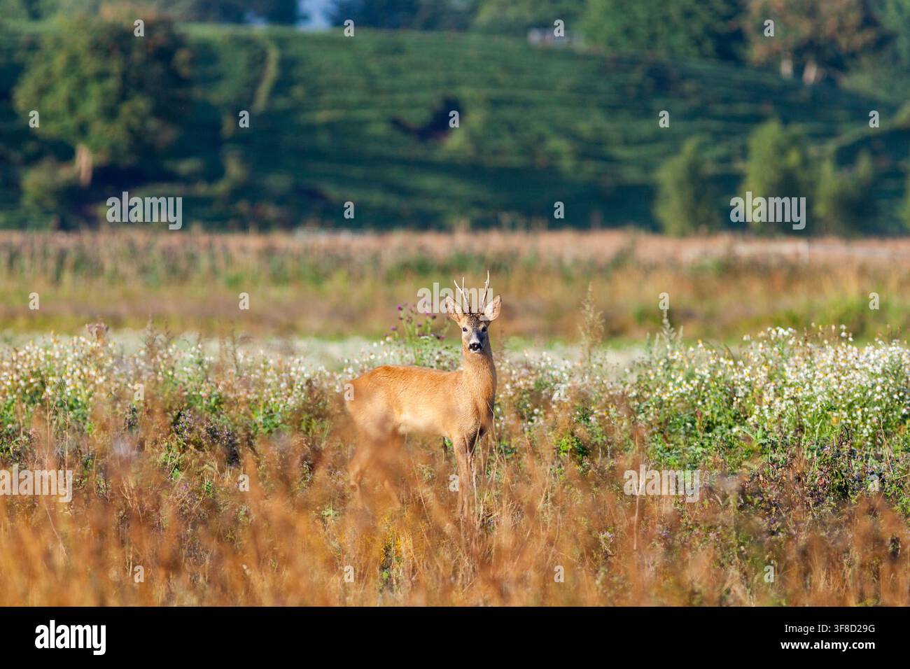 Il Roe Deer buck in Prato Foto Stock